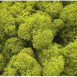 Lichen Stabilisée| Grossiste Fleuristes | Feuillage stabilisé