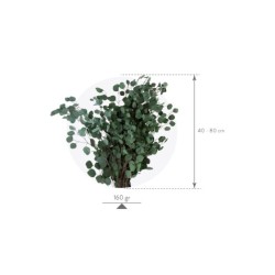 Eucalyptus Stabilisée  | Grossiste Fleuristes | Fleurs Artificielles
