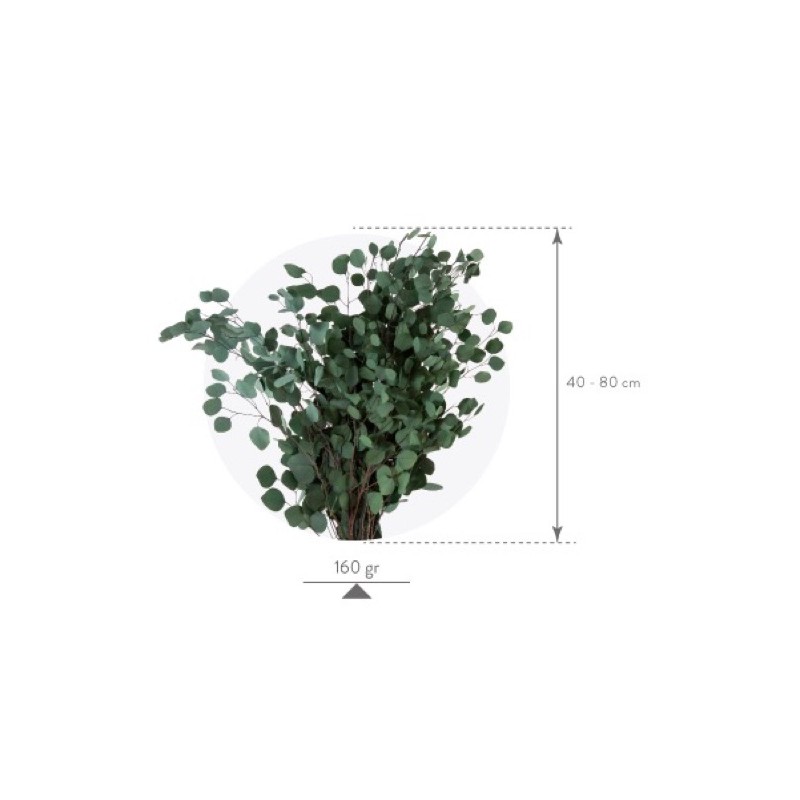 Eucalyptus Stabilisée  | Grossiste Fleuristes | Fleurs Artificielles