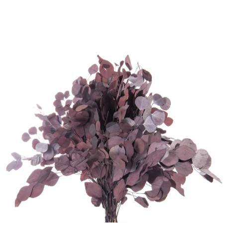 Eucalyptus Stabilisée  | Grossiste Fleuristes | Fleurs Artificielles