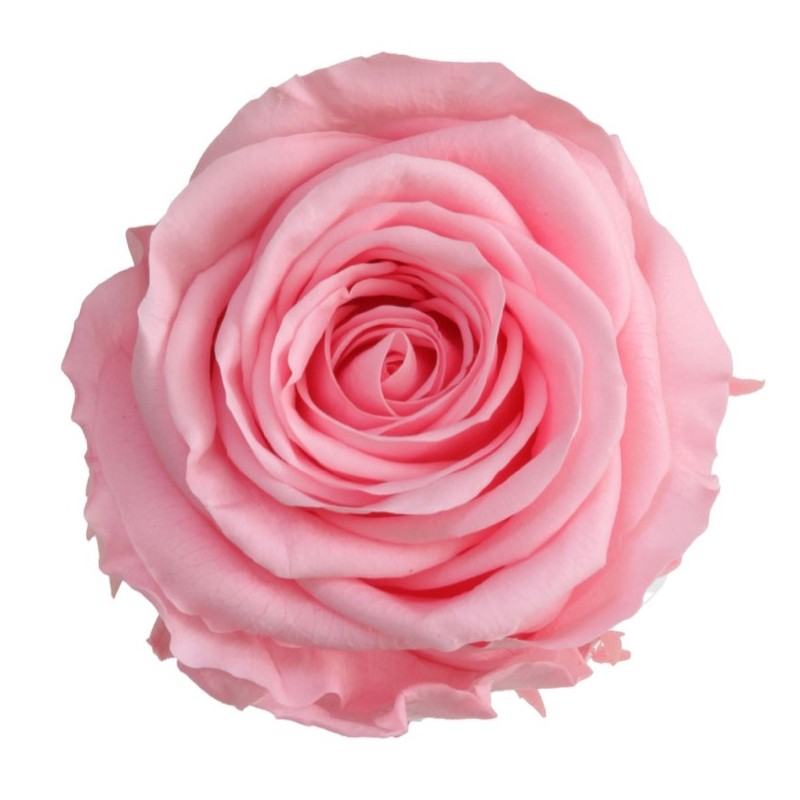 Rose eternelle sur tige | Grossiste Fleuristes | Fleurs Stabilisées