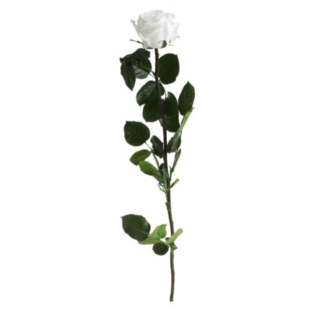 Rose eternelle sur tige | Grossiste Fleuristes | Fleurs Stabilisées