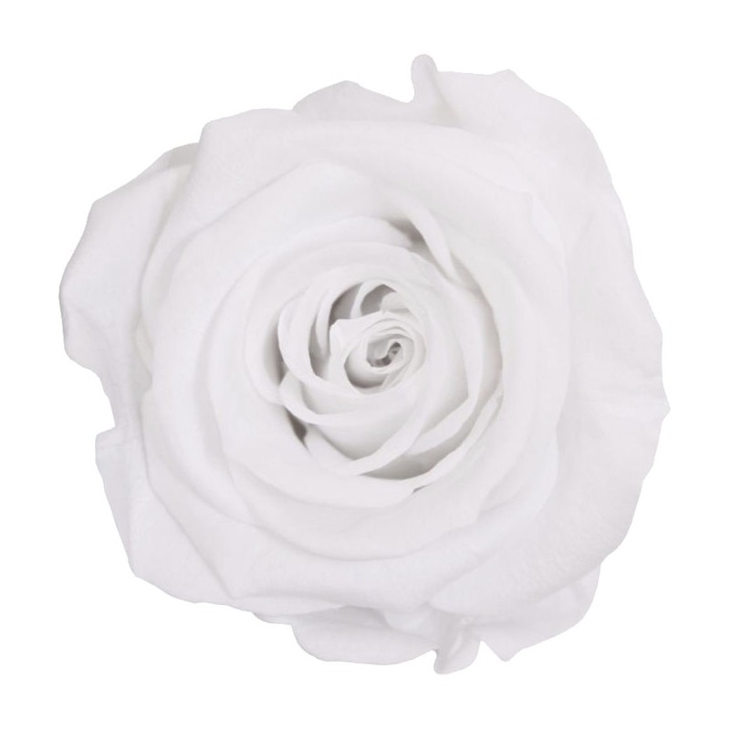 Rose eternelle sur tige | Grossiste Fleuristes | Fleurs Stabilisées