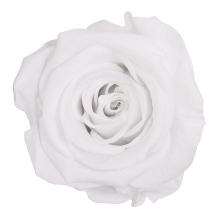 Rose eternelle sur tige | Grossiste Fleuristes | Fleurs Stabilisées