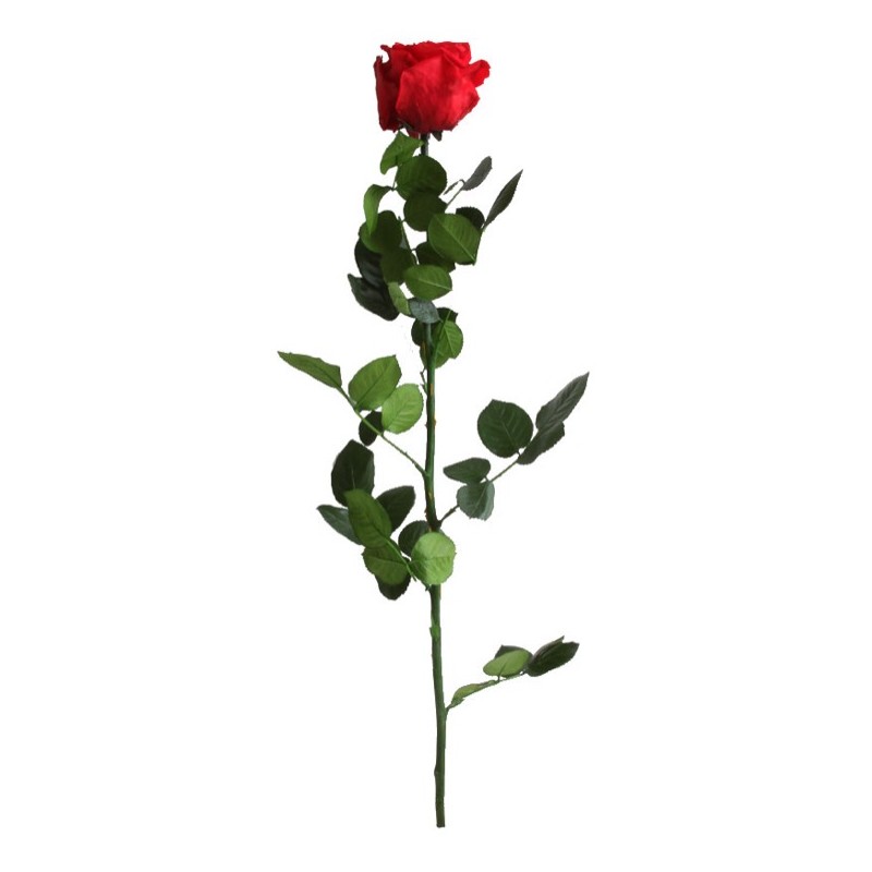 Rose eternelle sur tige | Grossiste Fleuristes | Fleurs Stabilisées