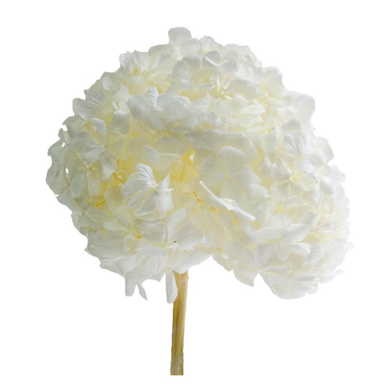 Hortensia Stabilisée | Grossiste fleuristes | Qualité Prix