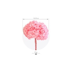 Hortensia Stabilisée | Grossiste fleuristes | Qualité Prix