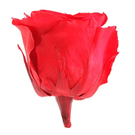 Rose Eternelle | Grossiste Fleuristes | végétal stabilisé