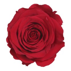 Rose Eternelle | Grossiste Fleuristes | végétal stabilisé