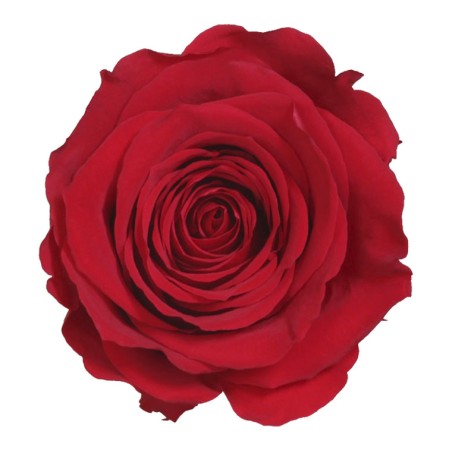 Rose Eternelle | Grossiste Fleuristes | végétal stabilisé