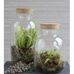 Grossiste Fleuristes | Verrerie | Terrarium