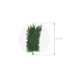 Fougère Stabilisée  | Grossiste Fleuristes | Végétal stabilisé