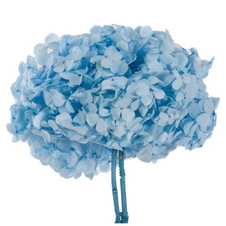 Hortensia Stabilisée | Grossiste fleuristes | Qualité Prix