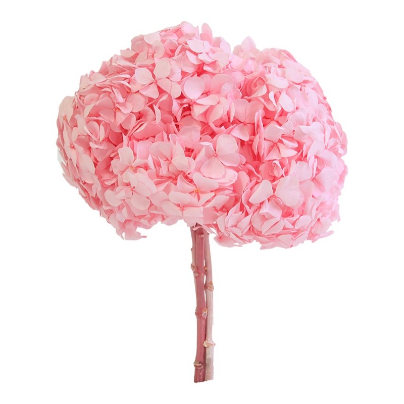 Hortensia Stabilisée | Grossiste fleuristes | Qualité Prix