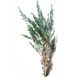Lepto Stabilisé | Grossiste Fleuristes | Feuillage stabilisé