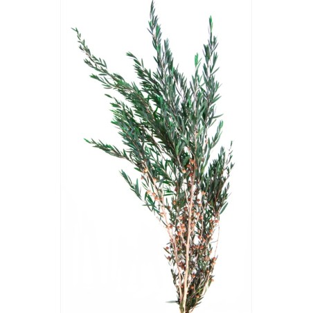 Lepto Stabilisé | Grossiste Fleuristes | Feuillage stabilisé
