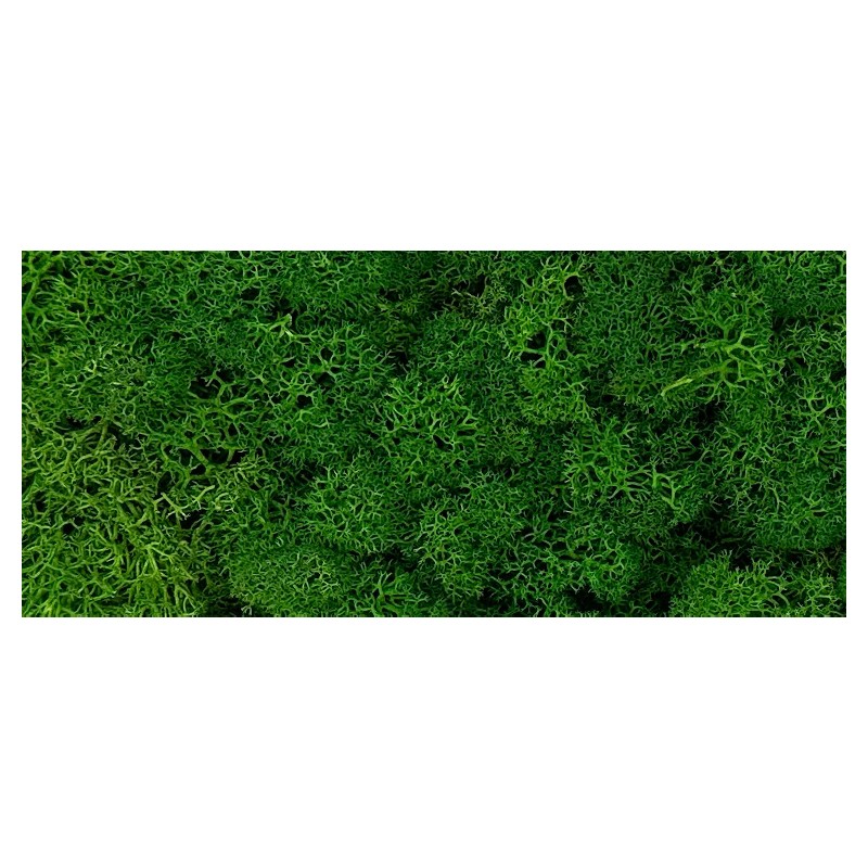 Lichen Stabilisée| Grossiste Fleuristes | Feuillage stabilisé