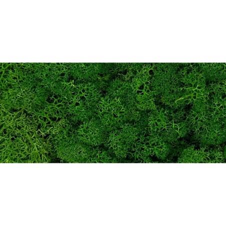 Lichen Stabilisée| Grossiste Fleuristes | Feuillage stabilisé