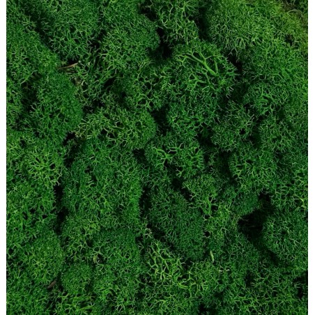 Lichen Stabilisée| Grossiste Fleuristes | Feuillage stabilisé