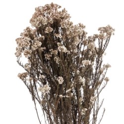 Helychrisium Stabilisé  | Grossiste Fleuristes | Fleurs Artificielles