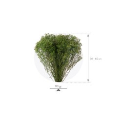 Broom Bloom stabilisé | Grossiste Fleuristes | Fleurs stabilisées