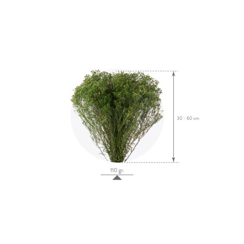 Broom Bloom stabilisé | Grossiste Fleuristes | Fleurs stabilisées