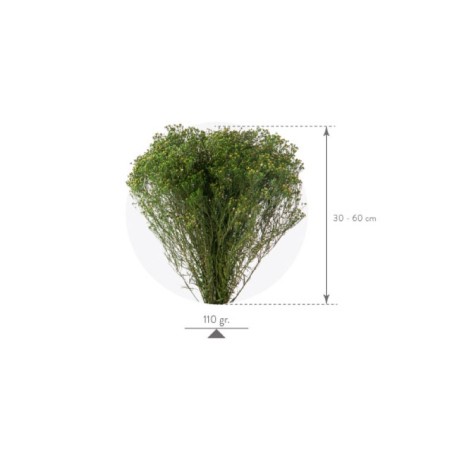Broom Bloom stabilisé | Grossiste Fleuristes | Fleurs stabilisées