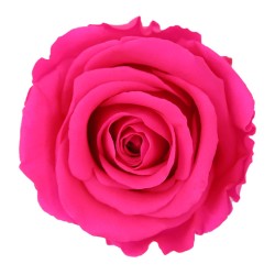 Rose eternelle sur tige | Grossiste Fleuristes | Fleurs Stabilisées