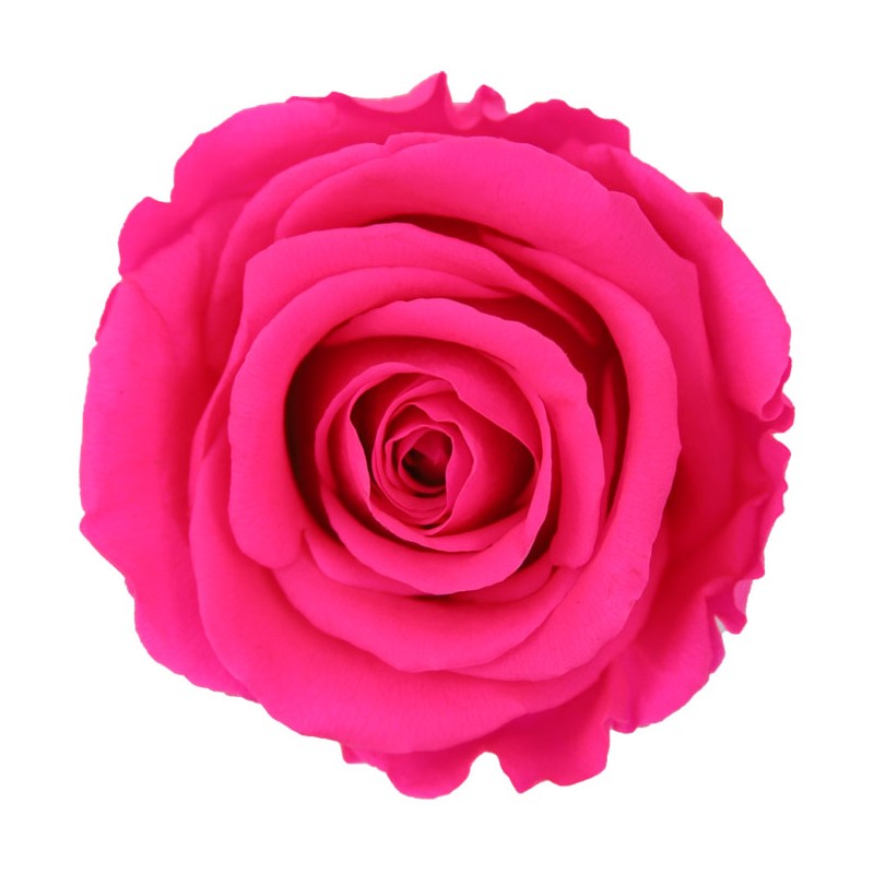 Rose eternelle sur tige | Grossiste Fleuristes | Fleurs Stabilisées