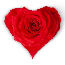 Rose Eternelle forme coeur | Fournisseur Rose Eternelle | Qualité Prix