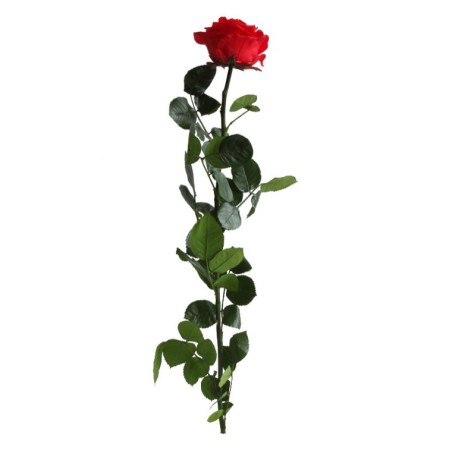 Rose eternelle sur tige | Grossiste Fleuristes | Fleurs Stabilisées