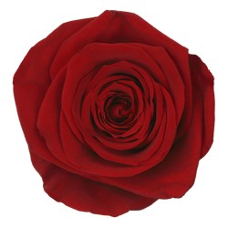 Rose Stabilisée | Grossiste en Fleurs Stabilisées | Qualité Prix
