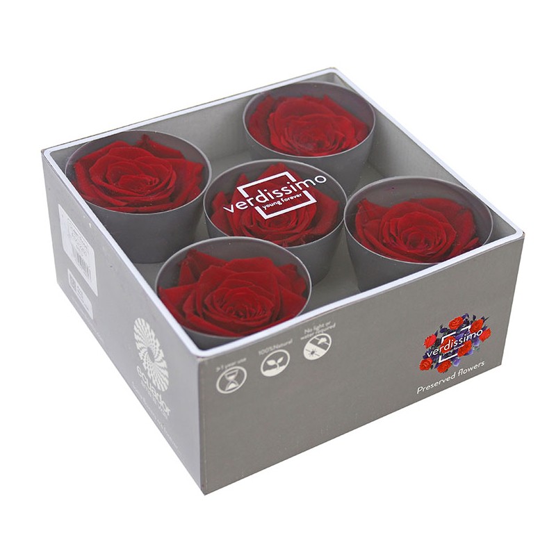 Rose Stabilisée | Grossiste en Fleurs Stabilisées | Qualité Prix