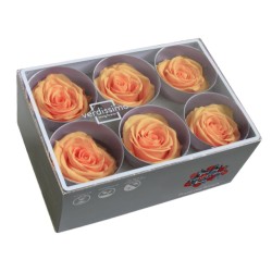Rose Eternelle | Grossiste Fleuristes | Fleurs stabilisées