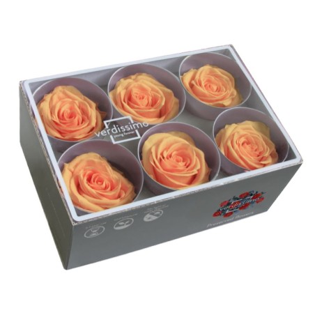 Rose Eternelle | Grossiste Fleuristes | Fleurs stabilisées