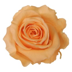 Rose Eternelle | Grossiste Fleuristes | Fleurs stabilisées