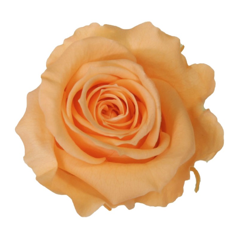 Rose Eternelle | Grossiste Fleuristes | Fleurs stabilisées