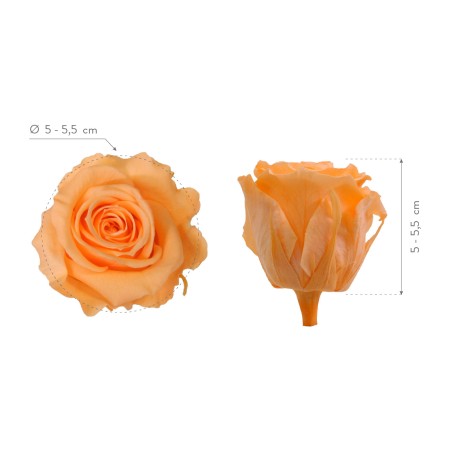 Rose Eternelle | Grossiste Fleuristes | Fleurs stabilisées