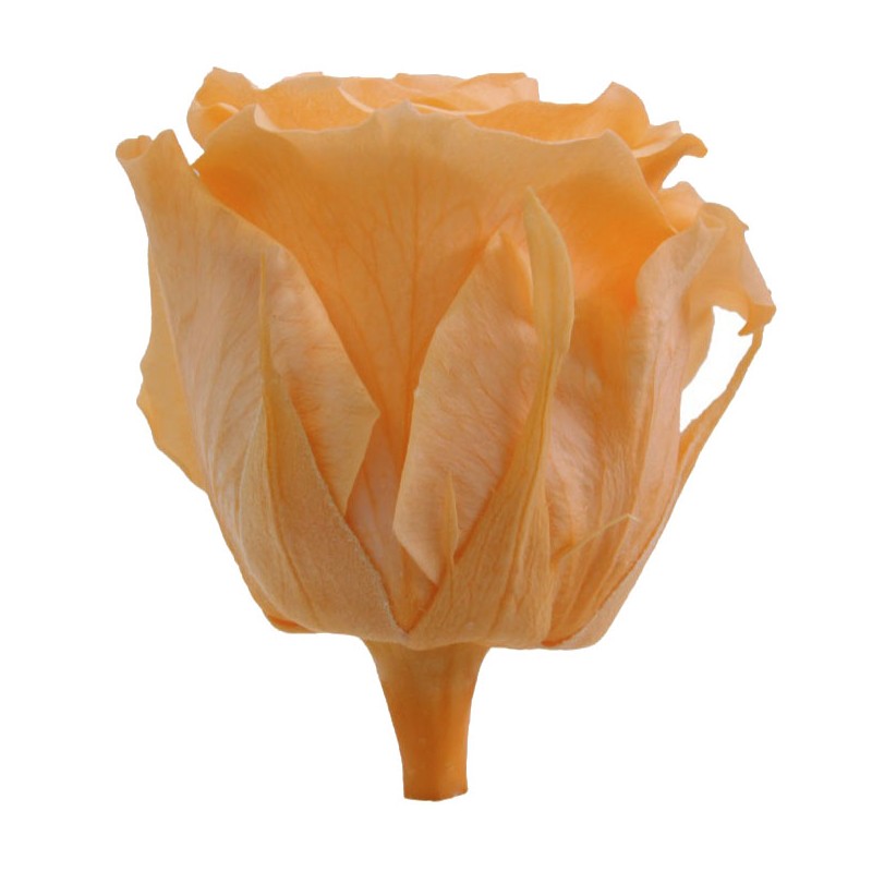 Rose Eternelle | Grossiste Fleuristes | Fleurs stabilisées