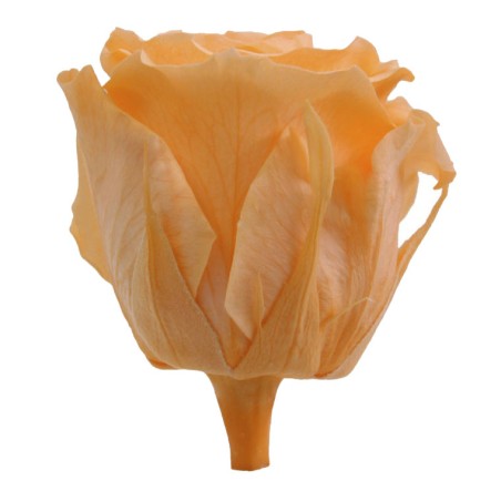 Rose Eternelle | Grossiste Fleuristes | Fleurs stabilisées