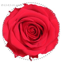 Rose Stabilisée  | Grossiste Fleuristes | Fleurs Artificielles