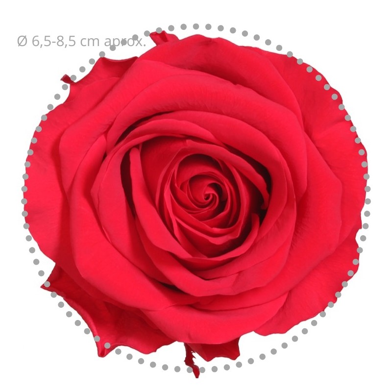 Rose Stabilisée  | Grossiste Fleuristes | Fleurs Artificielles