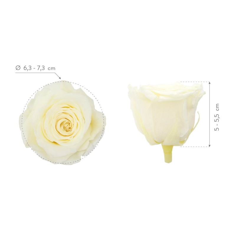 Rose Stabilisée | Grossiste en Fleurs Stabilisées | Qualité Prix