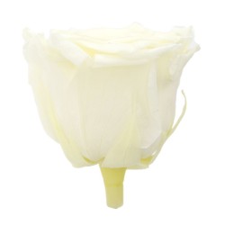 Rose Stabilisée | Grossiste en Fleurs Stabilisées | Qualité Prix
