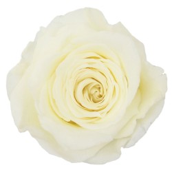 Rose Stabilisée | Grossiste en Fleurs Stabilisées | Qualité Prix