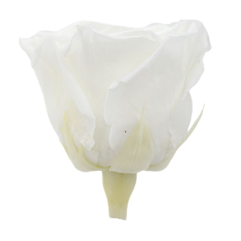 Rose Stabilisée | Grossiste en Fleurs Stabilisées | Qualité Prix