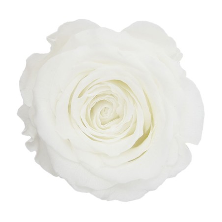 Rose Stabilisée | Grossiste en Fleurs Stabilisées | Qualité Prix