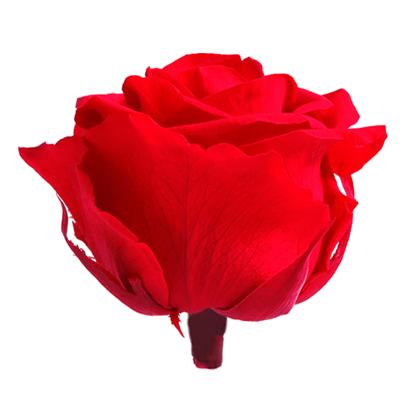 Rose Stabilisée | Grossiste en Fleurs Stabilisées | Qualité Prix