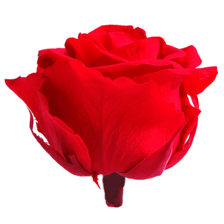 Rose Stabilisée | Grossiste en Fleurs Stabilisées | Qualité Prix