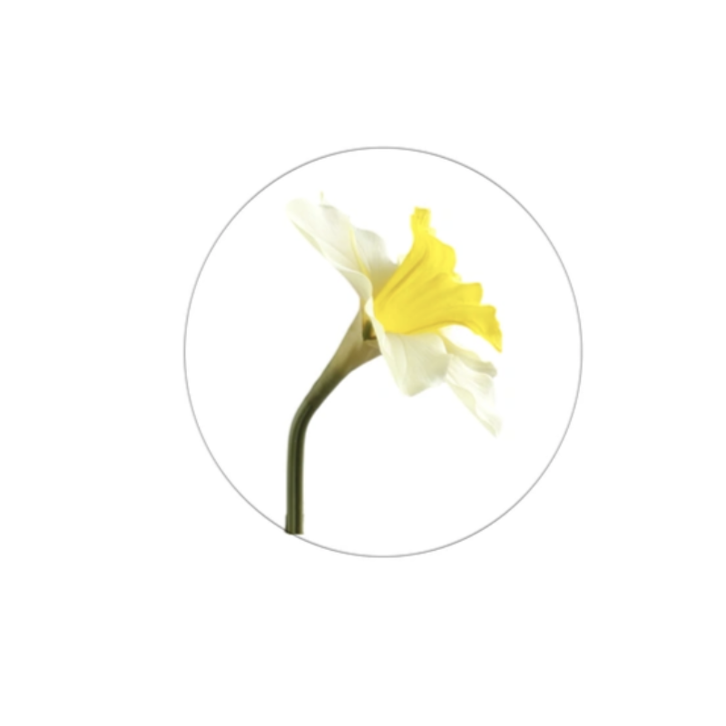 Jonquille artificielle | Fleurs Artificielles | Qualité Prix